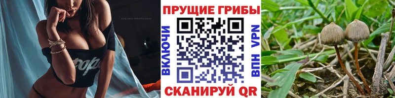 как найти закладки  Аргун  Галлюциногенные грибы Cubensis 